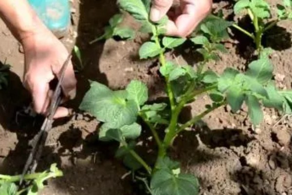 土豆要打枝吗，无需打枝