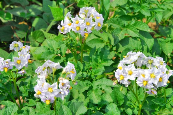 土豆要打枝吗，无需打枝