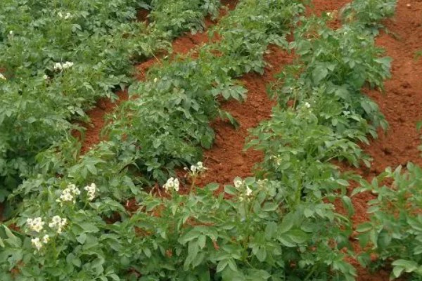 土豆要打枝吗，无需打枝