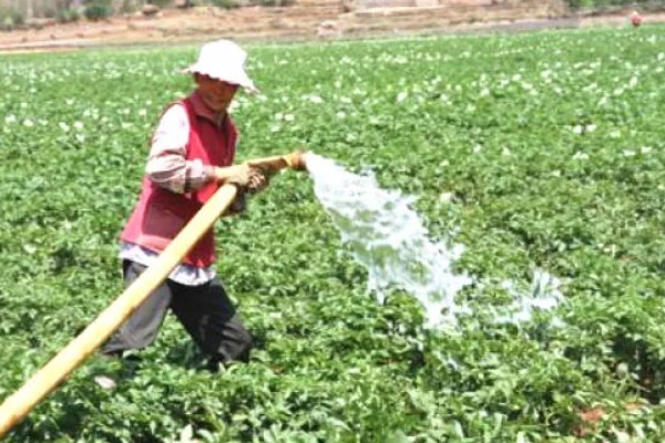 土豆要打枝吗，无需打枝