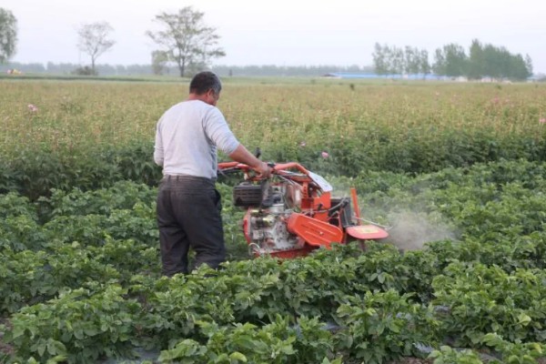 土豆要打枝吗，无需打枝