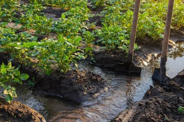 土豆要打枝吗，无需打枝