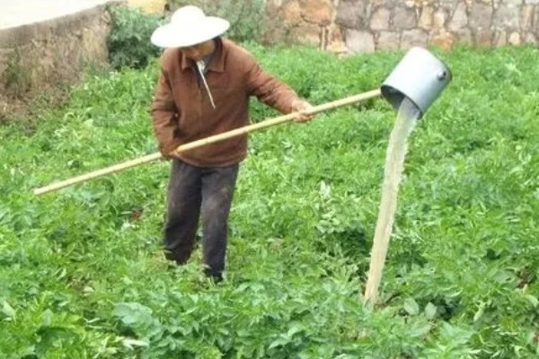 土豆要打枝吗，无需打枝
