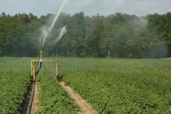 土豆要打枝吗，无需打枝