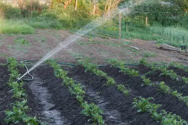 土豆要打枝吗，无需打枝