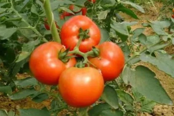 无籽番茄与无籽西瓜有什么区别,本质、形成方法等方面不同