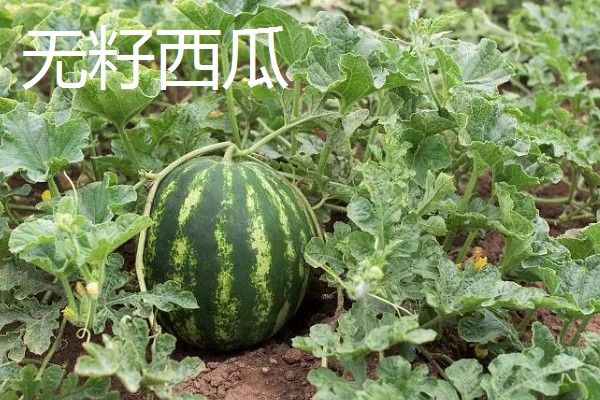 无籽番茄与无籽西瓜有什么区别,本质、形成方法等方面不同