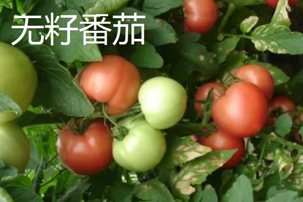 无籽番茄与无籽西瓜有什么区别,本质、形成方法等方面不同