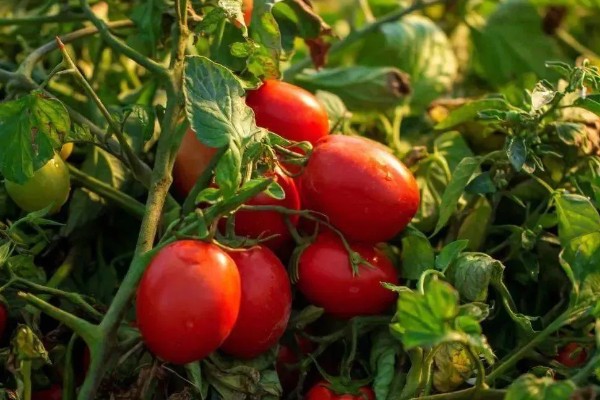 无籽番茄与无籽西瓜有什么区别,本质、形成方法等方面不同