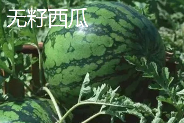 无籽番茄与无籽西瓜有什么区别,本质、形成方法等方面不同
