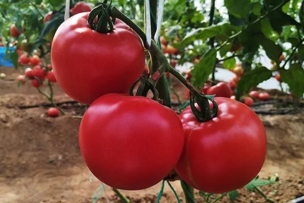 无籽番茄与无籽西瓜有什么区别,本质、形成方法等方面不同