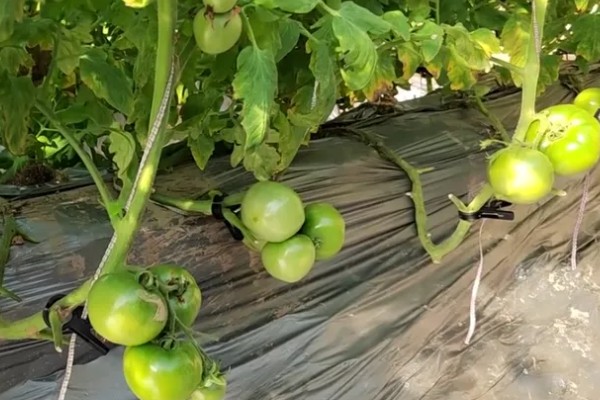 无籽番茄与无籽西瓜有什么区别,本质、形成方法等方面不同