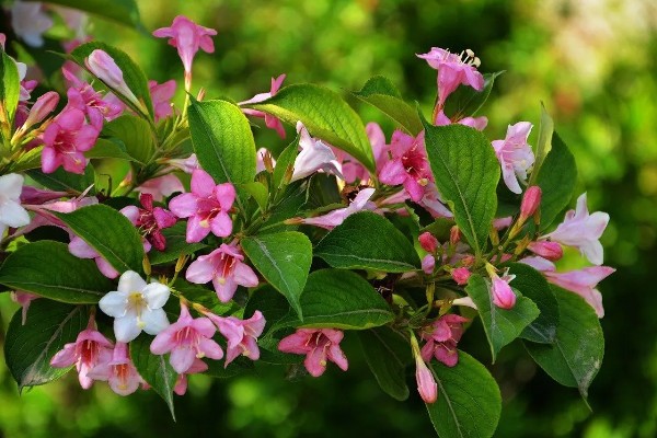 锦带花一年开多少次,一年只能开一次花