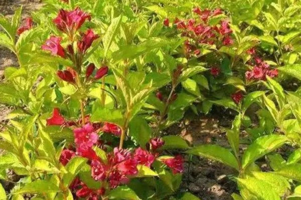 锦带花一年开多少次,一年只能开一次花