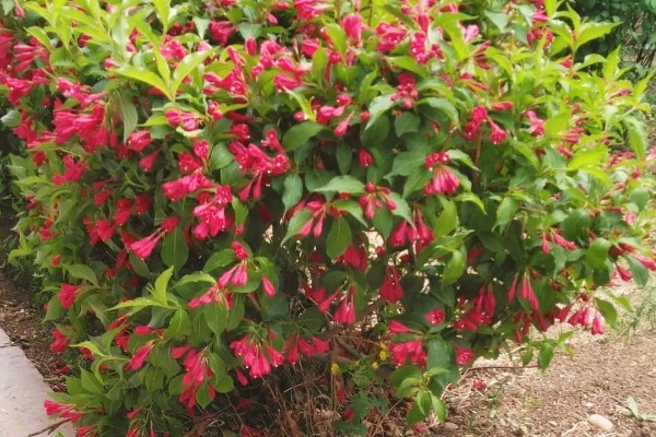 锦带花一年开多少次,一年只能开一次花