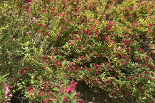 锦带花一年开多少次,一年只能开一次花