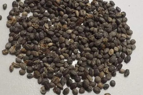 锦带花一年开多少次,一年只能开一次花