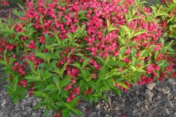 锦带花一年开多少次,一年只能开一次花