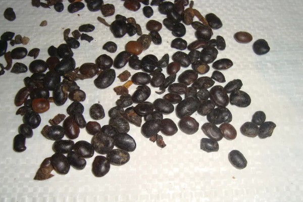 锦带花一年开多少次,一年只能开一次花