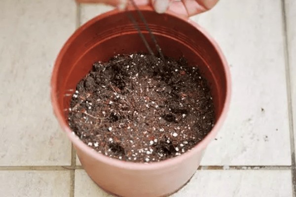 锦带花一年开多少次,一年只能开一次花