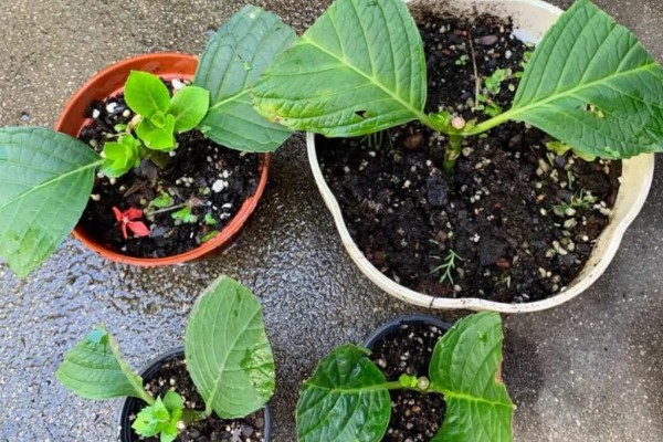 锦带花一年开多少次,一年只能开一次花