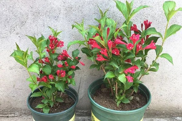 锦带花一年开多少次,一年只能开一次花