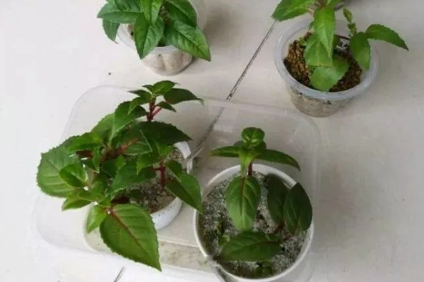 锦带花一年开多少次,一年只能开一次花