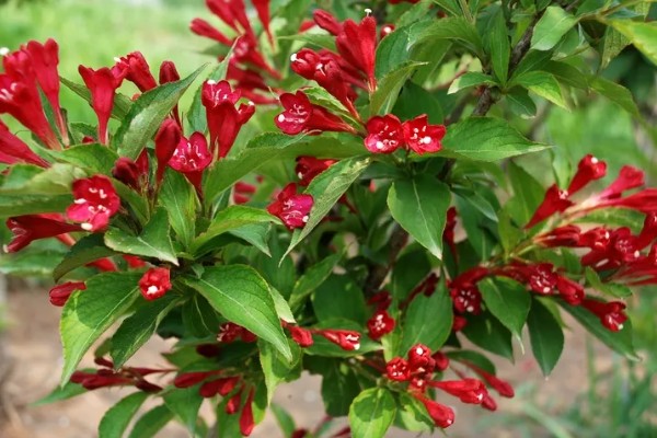 锦带花一年开多少次,一年只能开一次花