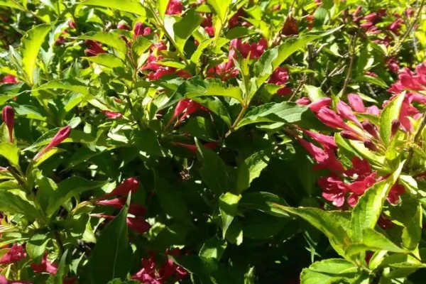 锦带花一年开多少次,一年只能开一次花