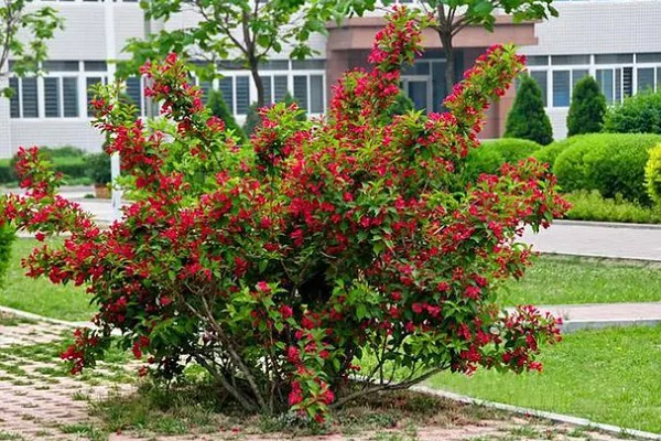 锦带花一年开多少次,一年只能开一次花