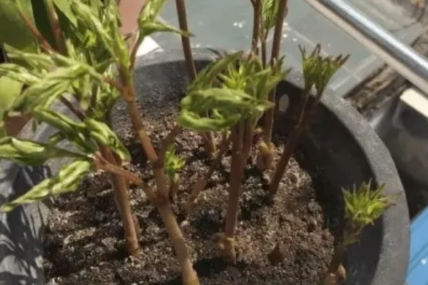 芍药如何扦插才能快速生根，生长期间每个月追肥一次