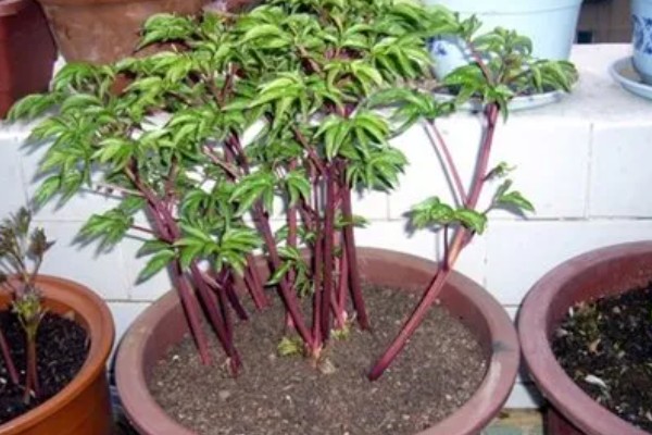 芍药如何扦插才能快速生根，生长期间每个月追肥一次