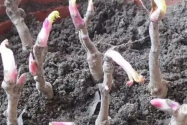 芍药如何扦插才能快速生根，生长期间每个月追肥一次