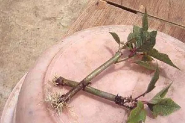 芍药如何扦插才能快速生根，生长期间每个月追肥一次