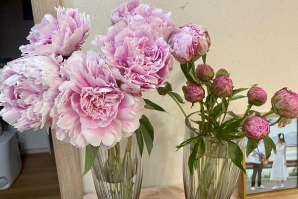 芍药如何扦插才能快速生根，生长期间每个月追肥一次