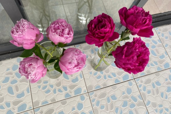 芍药如何扦插才能快速生根，生长期间每个月追肥一次