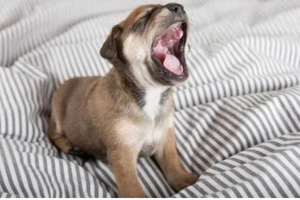 狗狗半夜叫怎么办，对于紧张不安的狗狗要安抚它的情绪