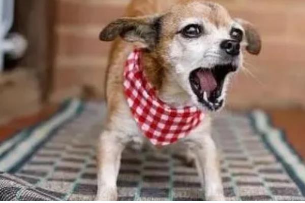 狗狗半夜叫怎么办，对于紧张不安的狗狗要安抚它的情绪