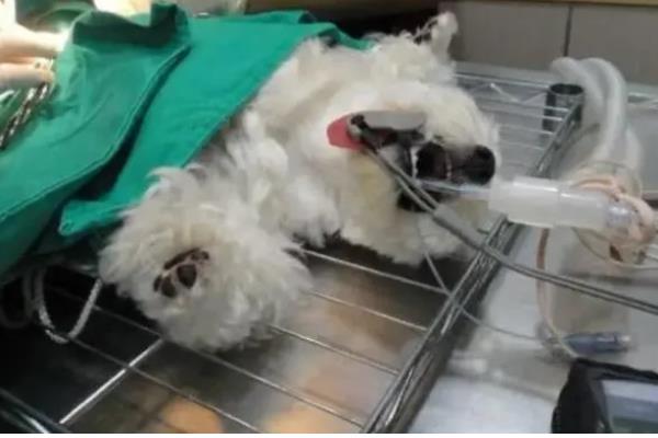 狗狗半夜叫怎么办，对于紧张不安的狗狗要安抚它的情绪