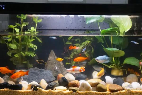 怎么养鱼水不会浑浊,需要定期给它换水