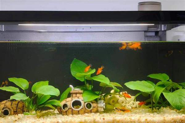 怎么养鱼水不会浑浊,需要定期给它换水