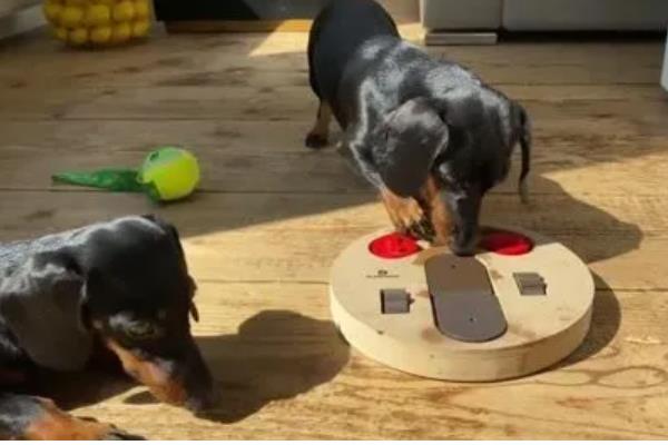 狗狗半夜叫怎么办，对于紧张不安的狗狗要安抚它的情绪