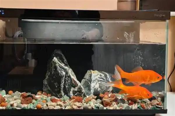 怎么养鱼水不会浑浊,需要定期给它换水