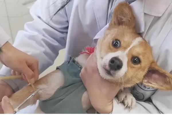 狗狗半夜叫怎么办，对于紧张不安的狗狗要安抚它的情绪