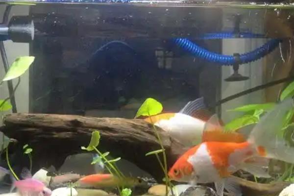怎么养鱼水不会浑浊,需要定期给它换水