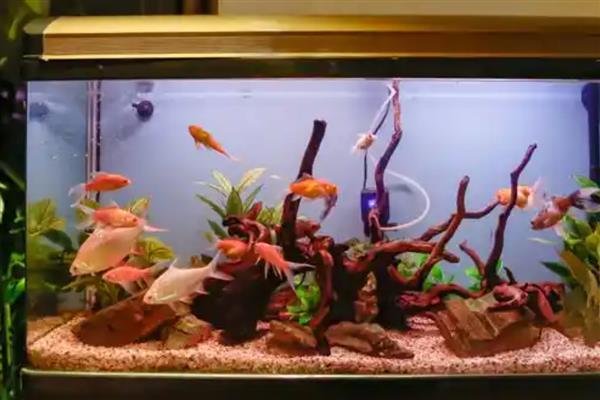 怎么养鱼水不会浑浊,需要定期给它换水