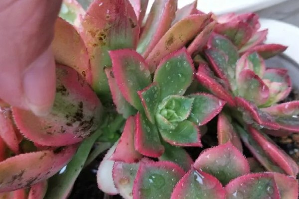 艳日辉叶片背面长黑斑如何解决，发生炭疽病可以喷施咪鲜胺