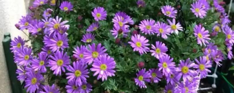 正月能不能种花，可在室内或温棚内栽培