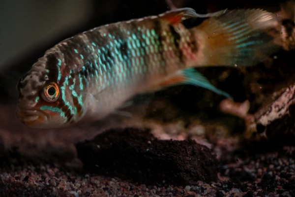 龙纹短鲷好不好养,对水温和水质没有太高要求