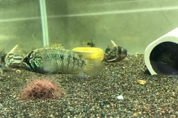 龙纹短鲷好不好养,对水温和水质没有太高要求